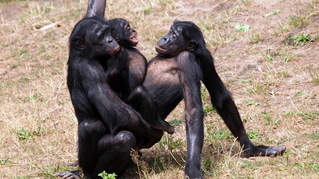 Humans and Their Sexual Primate Cousins