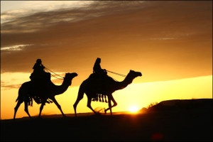 Sunset camels