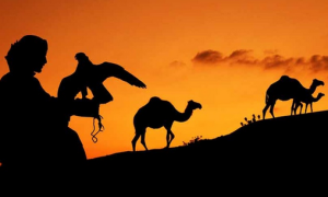 UAE camels:falcon