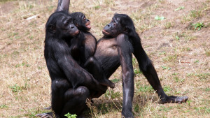 Bonobo famale sex