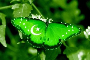 Pak butterfly