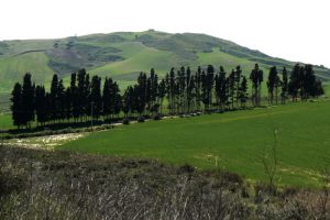 Verdant hills of southern Sicily.