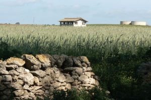 Wheat field.