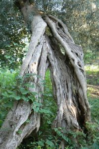 Old twisted oak tree.