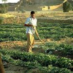 Cucumber farmer.