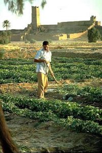 Cucumber farmer.