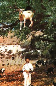 Shepherd with goats.