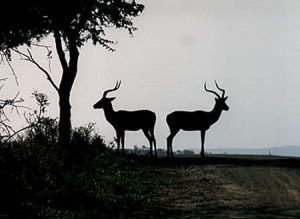 Kruger National Park