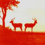 Kruger National Park-tinted image