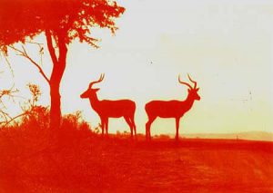 Kruger National Park-tinted image