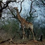 Kruger National Park