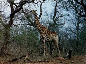 Kruger National Park