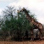 Kruger National Park