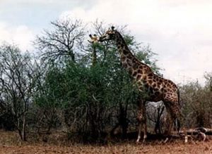 Kruger National Park