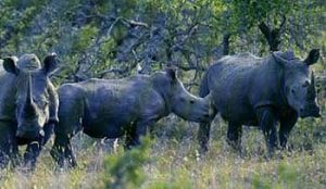 Kruger National Park