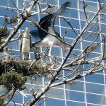 Maribou cranes nesting in trees downtown