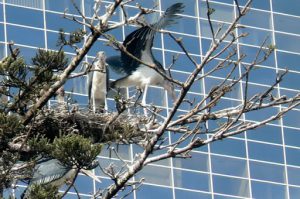 Maribou cranes nesting in trees downtown