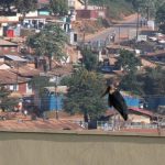 Maribou crane overlooking the city