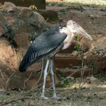 Maribou cranes are common in the central city. They nest