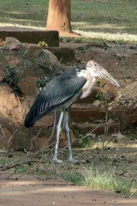 Maribou cranes are common in the central city. They nest