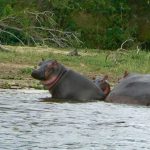 Murchison Falls National Park is home to many large and