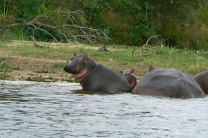 Murchison Falls National Park is home to many large and