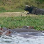 Murchison Falls National Park is home to many large and