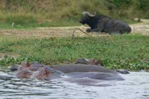 Murchison Falls National Park is home to many large and