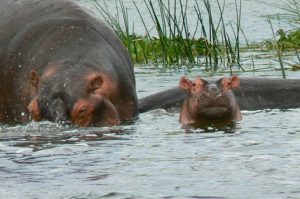 Murchison Falls National Park is home to many large and