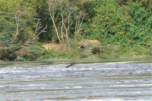 Murchison Falls National Park is home to many large and