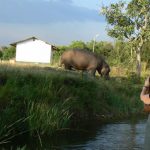 Murchison Falls National Park is home to many large and