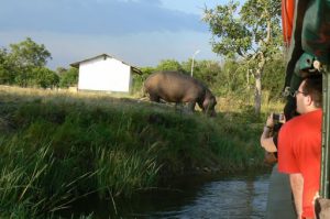 Murchison Falls National Park is home to many large and