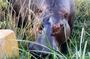 Murchison Falls National Park is home to many large and