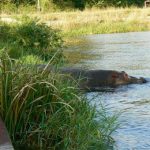 Murchison Falls National Park is home to many large and