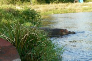 Murchison Falls National Park is home to many large and