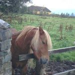 Ring of Kerry - bog pony