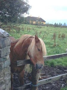 Ring of Kerry - bog pony