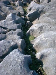 Black Head rock erosion