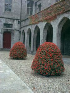 Galway university