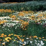 Namaqualand wild flowers