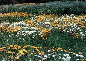 Namaqualand wild flowers