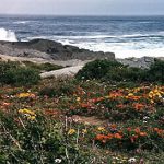 Namaqualand flowers and sea