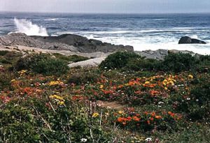 Namaqualand flowers and sea