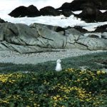 Namaqualand flowers and sea