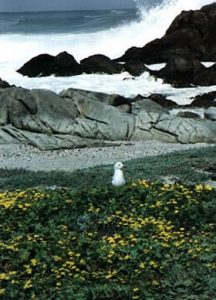 Namaqualand flowers and sea