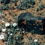 Namaqualand flowers and iron rock