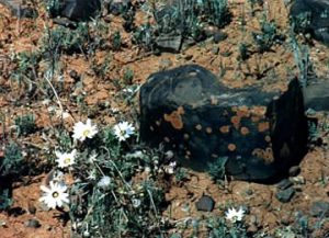 Namaqualand flowers and iron rock