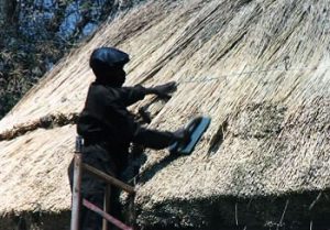 Thatcher installing roof