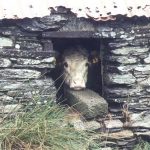 Rural stone barn with resident