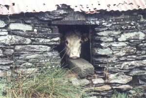 Rural stone barn with resident